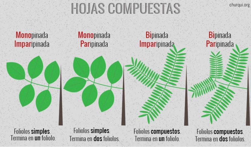 Hojas compuestas divididas en folíolos