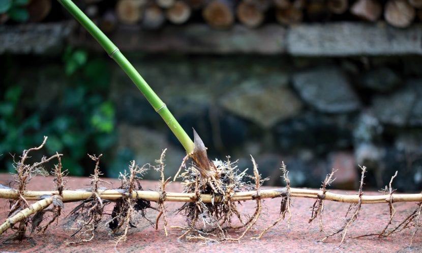 Rizoma subterráneo de una planta con nudos y raíces adventicias