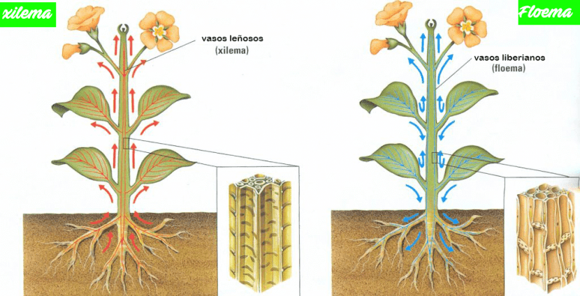 Esquema de xilema y floema en el tallo de una planta