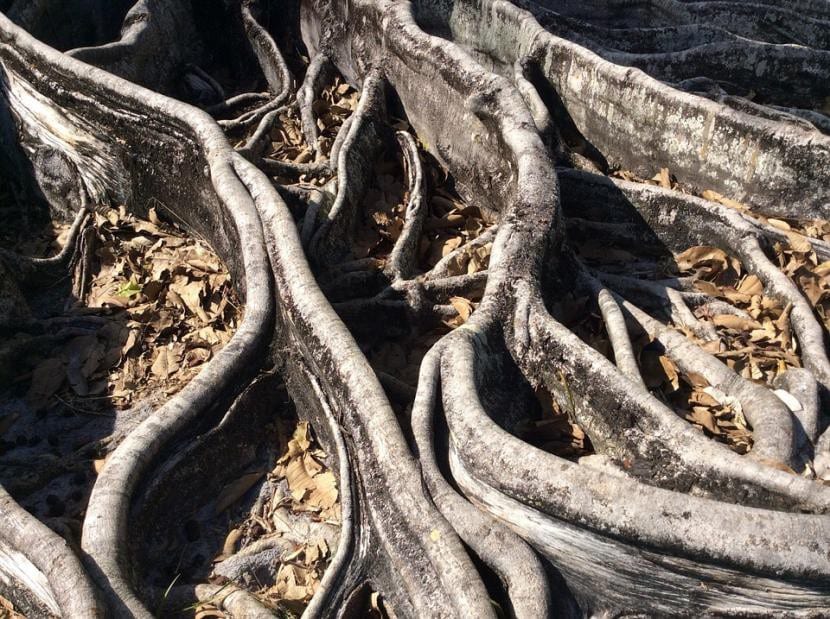 Raíces de un árbol grande extendidas sobre el suelo