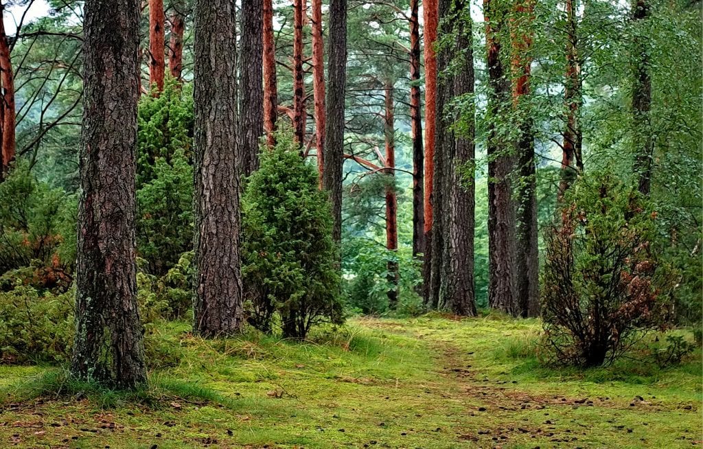 Interior de un bosque templado
