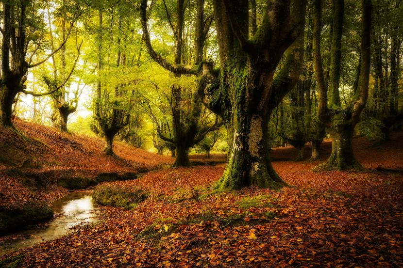 Qué es la botánica forestal y para qué sirve