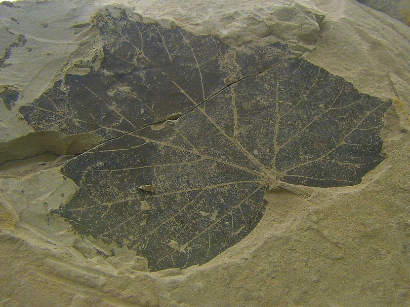Hoja con nervadura marcada