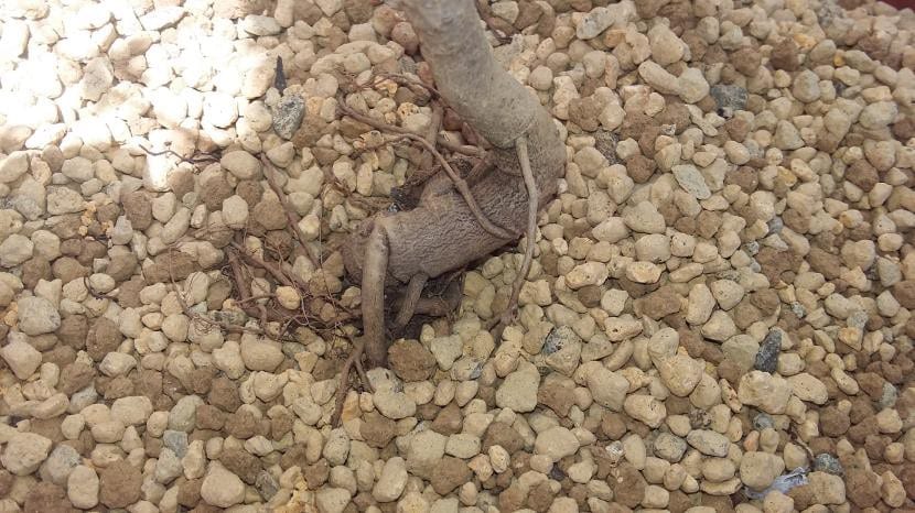 Raíces gruesas en la base del tronco de un árbol