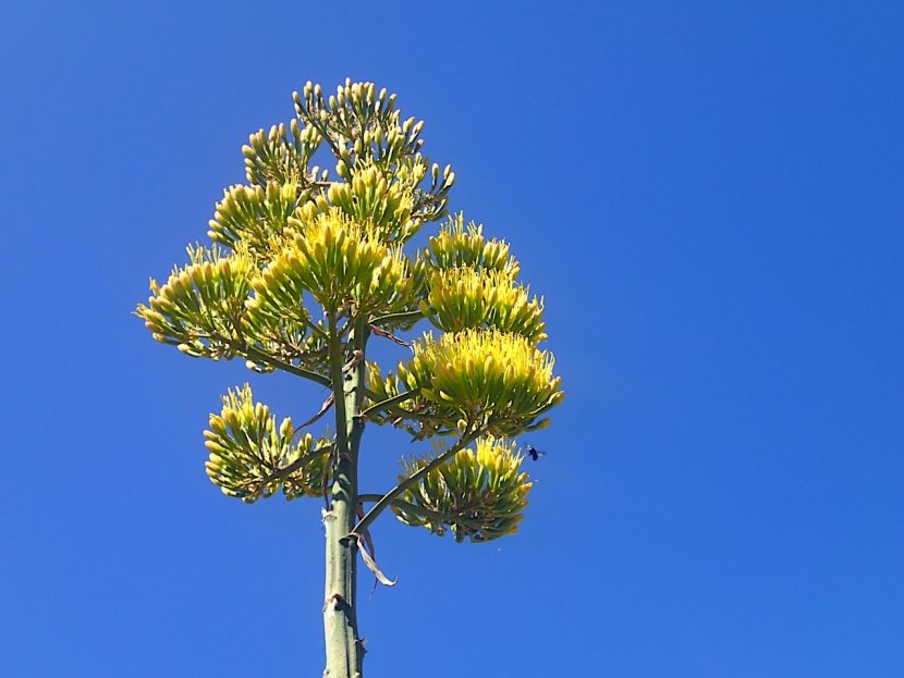 Inflorescencia de agave, ejemplo de senescencia monocárpica
