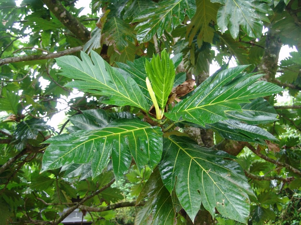 Qué comen las plantas: fotosíntesis y nutrientes esenciales