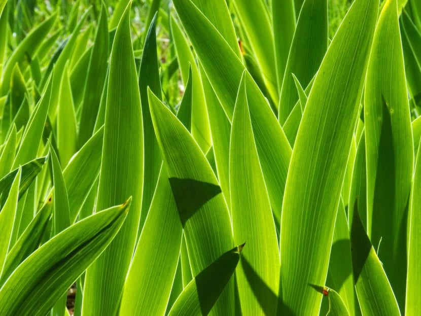Hojas verdes donde se produce la fotosíntesis