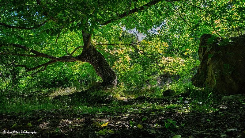 Árbol grande y viejo destacando en el interior de un bosque