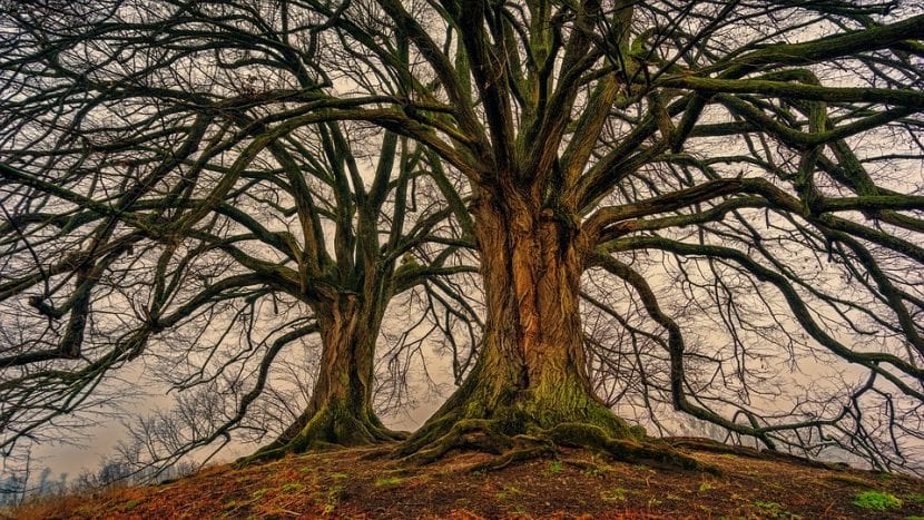 Árboles adultos sin hojas en un bosque en invierno
