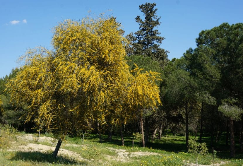 Acacia saligna, árbol perennifolio de crecimiento rápido