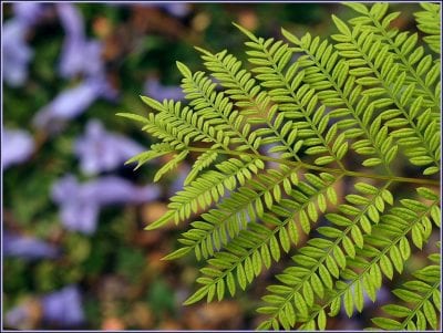 Jacaranda mimosifolia en floración, árbol de comportamiento semicaducifolio