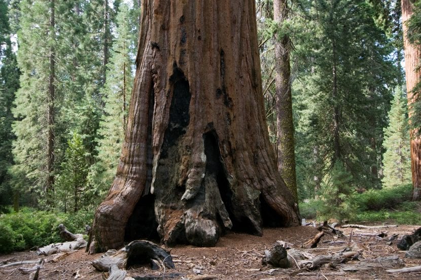 Sequoiadendron giganteum, ejemplo de megafanerófito