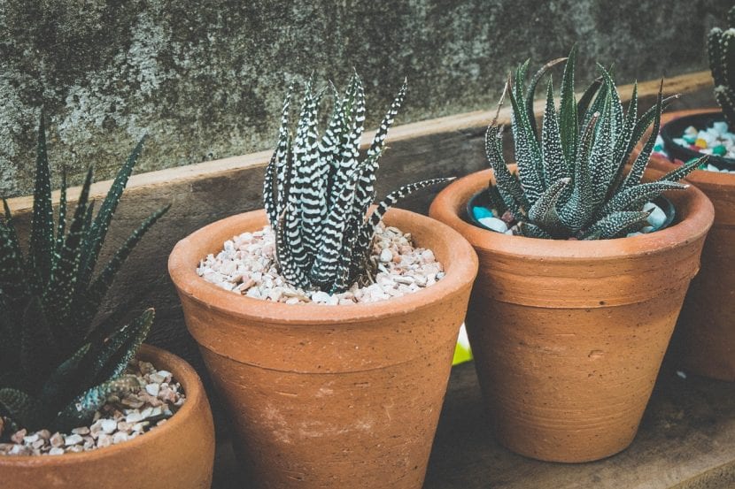 Haworthia en maceta formando un grupo de rosetas