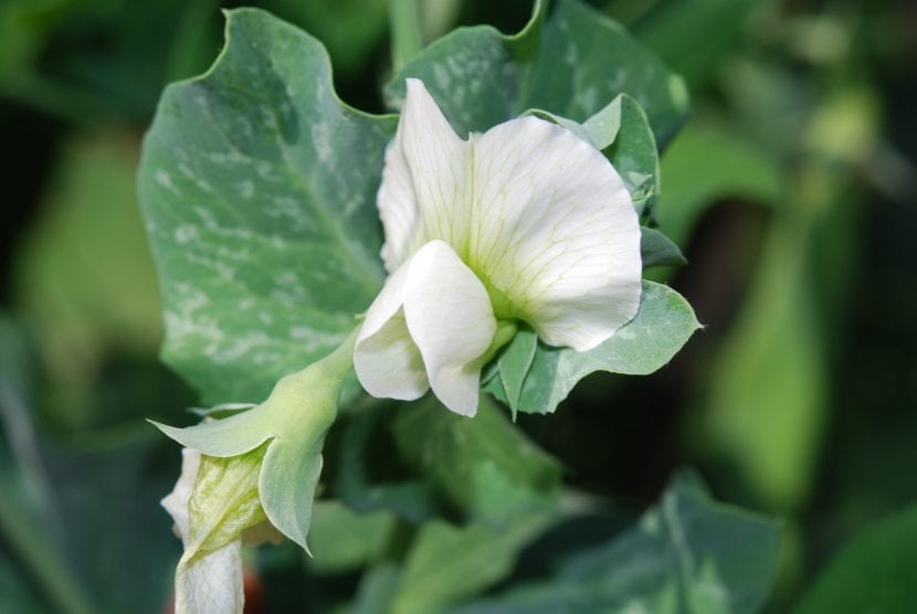 Flor de guisante, Pisum sativum, ejemplo de flor zigomorfa con estandarte, alas y quilla