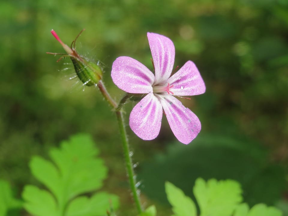 Flor actinomorfa y flor zigomorfa: diferencias claras