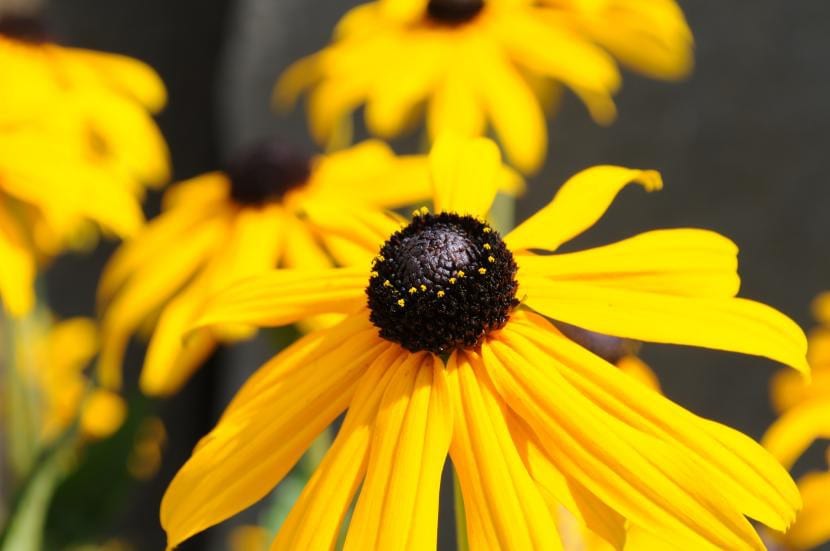 Flores amarillas de Rudbeckia hirta con el centro oscuro