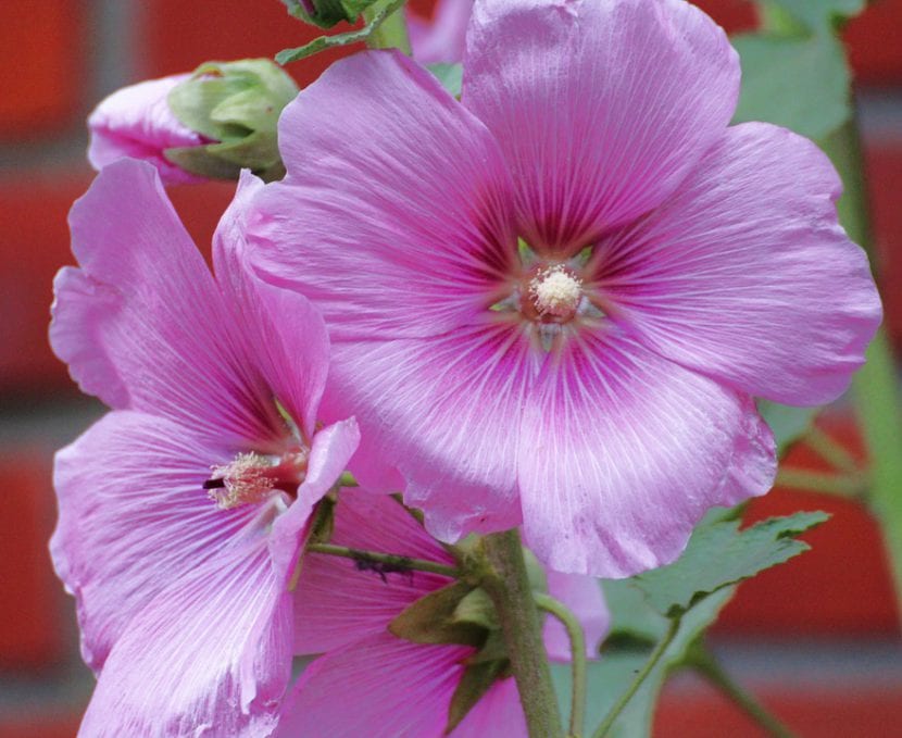 Flores de malva real, Alcea rosea, en una vara floral
