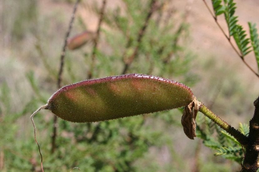 Flor de Caesalpinia gilliesii, leguminosa ornamental