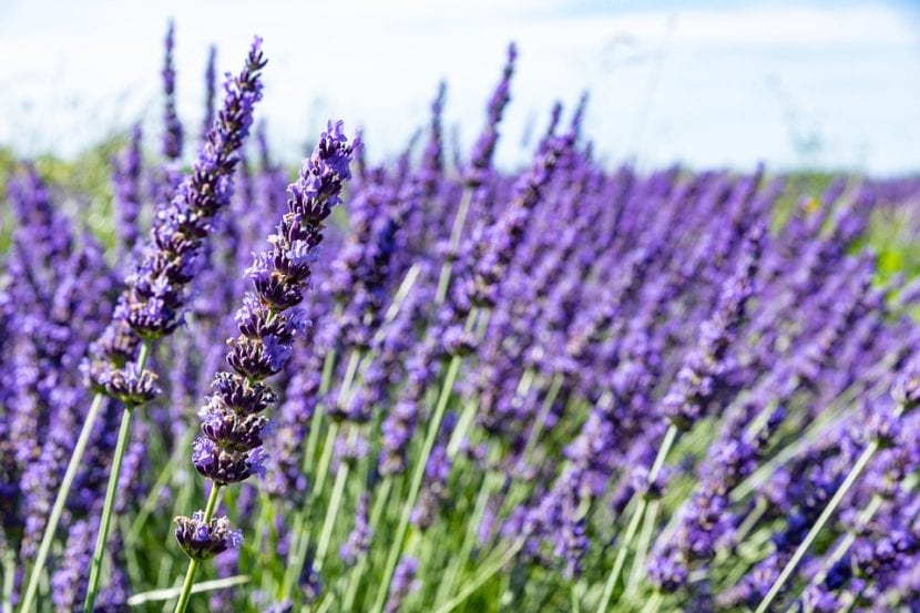 Campo de lavanda en flor, subarbusto perenne mediterráneo