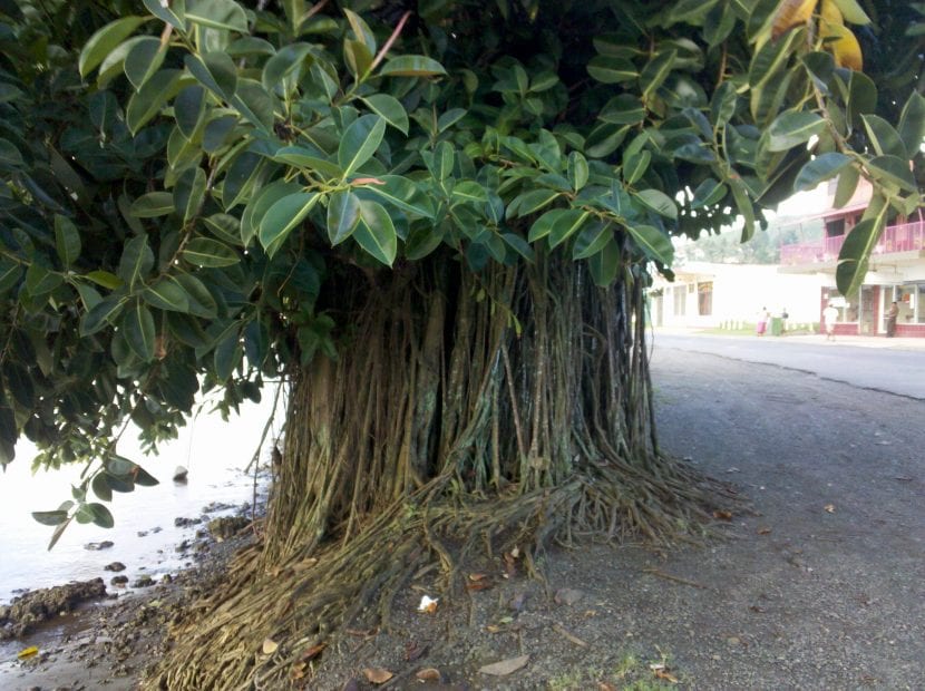 Raíces adventicias aéreas en un ejemplar de Ficus elastica