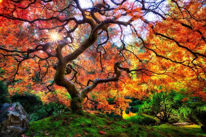 Hojas palmeadas de Acer palmatum