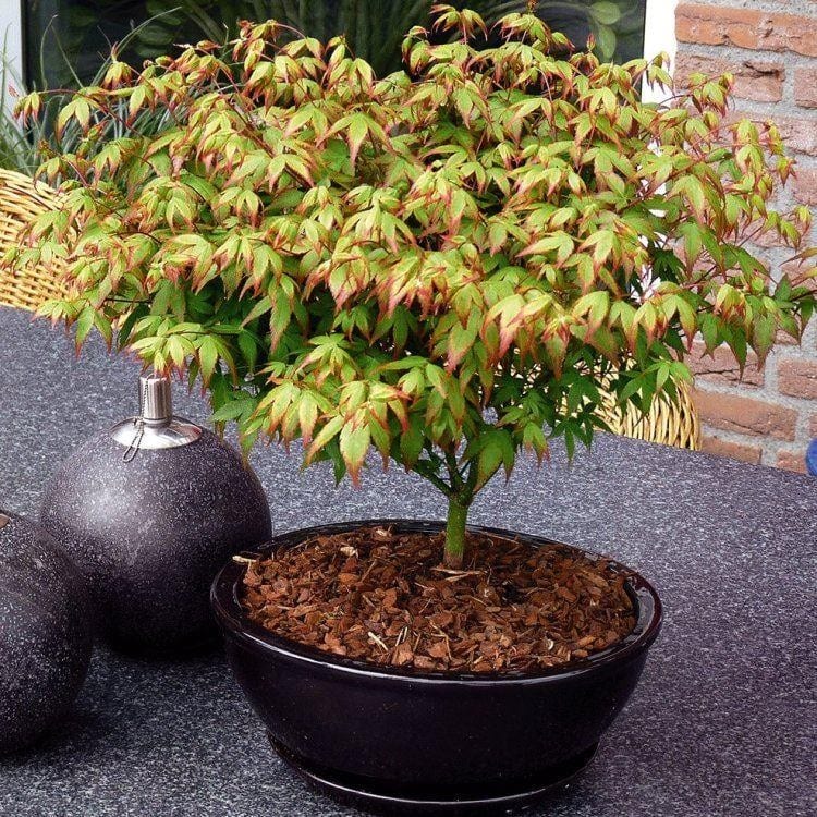 Variedad y cultivar en botánica: qué son y en qué se diferencian