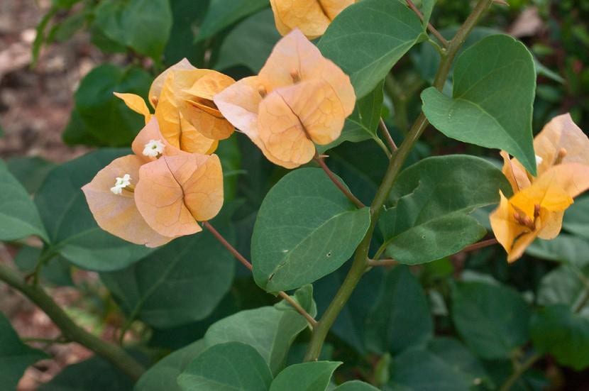 Buganvilla en flor con brácteas moradas y flores tubulares blancas