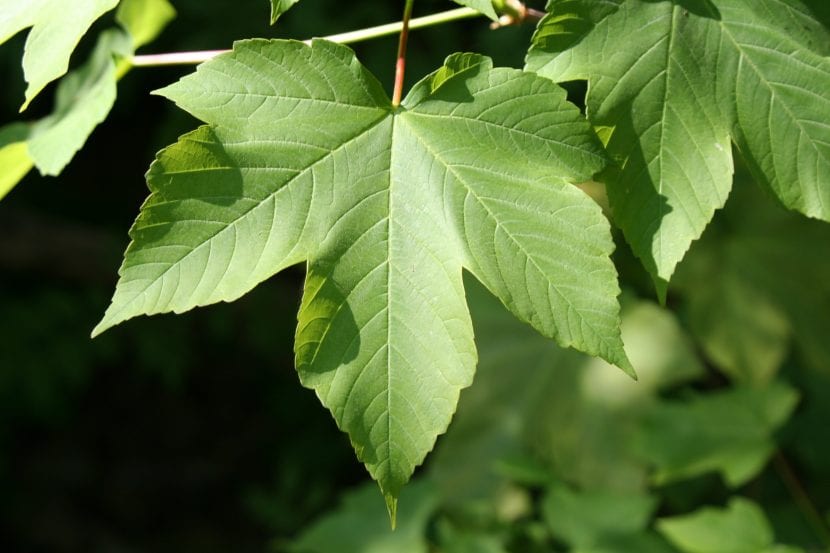 Hojas palmeadas de Acer pseudoplatanus a contraluz
