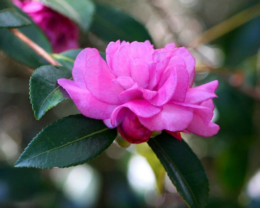 Camelia de flor rosa abierta entre hojas verdes brillantes