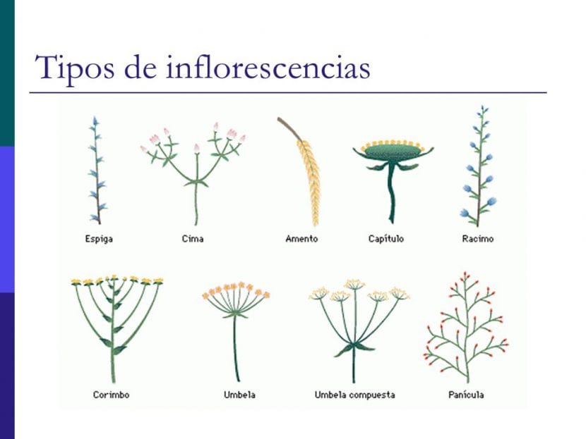 Distintos tipos de inflorescencias representados sobre sus ejes