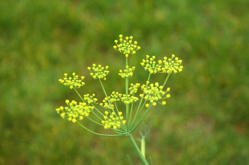 Inflorescencia con numerosas flores pequeñas agrupadas sobre un eje común