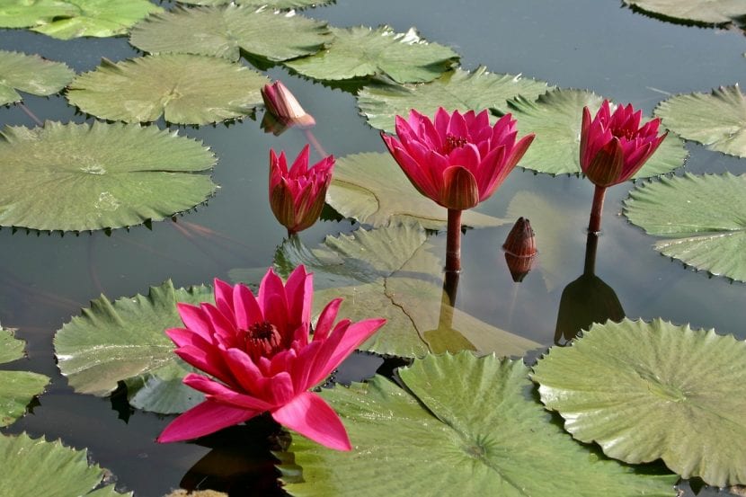 Nenúfar en flor con sus hojas flotando sobre la superficie del agua
