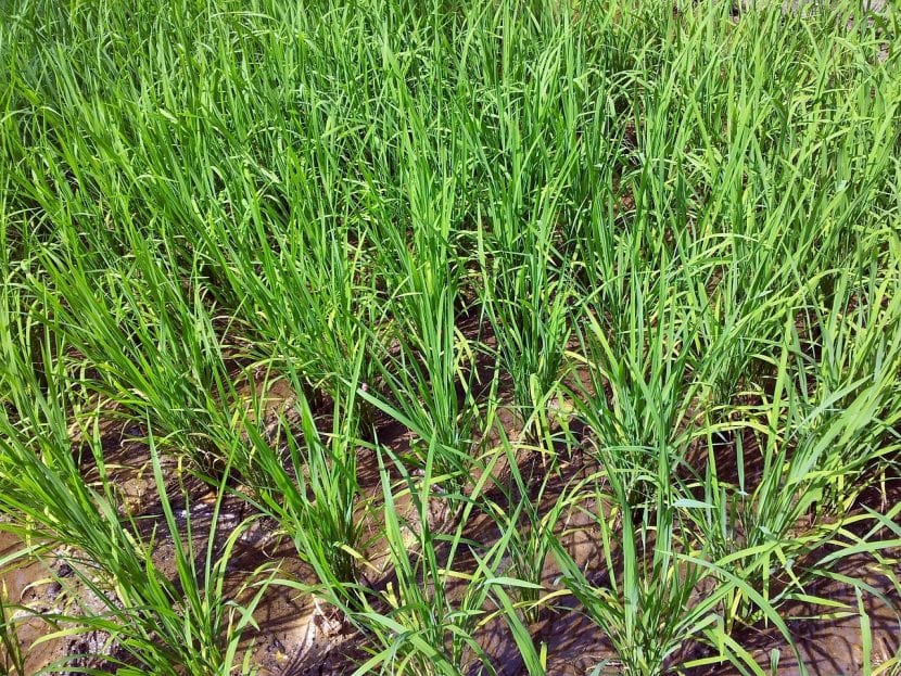 Plantación de arroz inundada