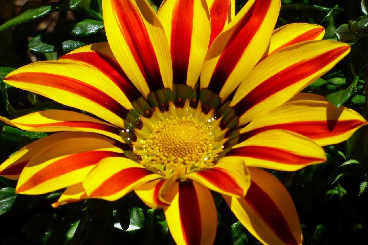 Plantas angiospermas: características, origen y ejemplos