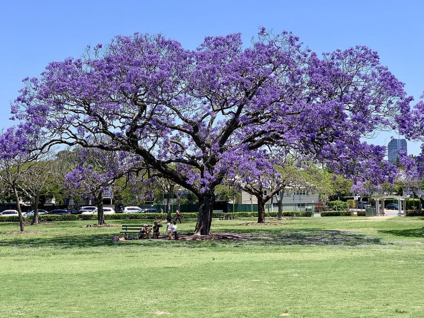 Jacaranda mimosifolia en plena floración