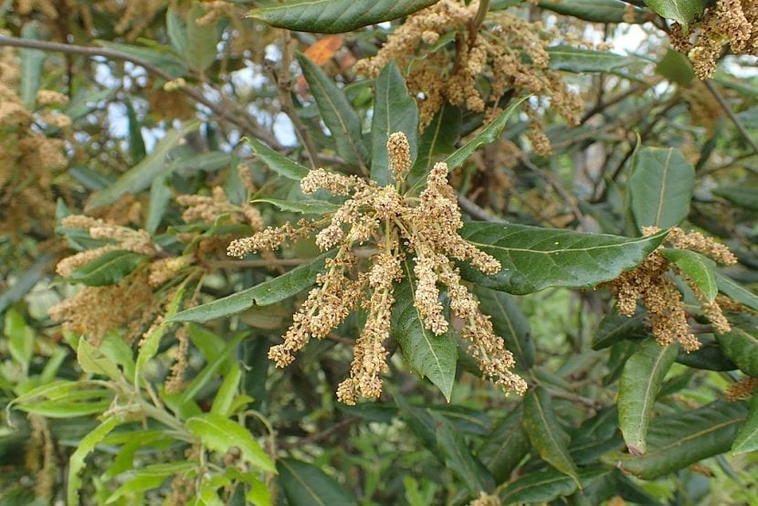 Encina en flor con amentos masculinos colgantes