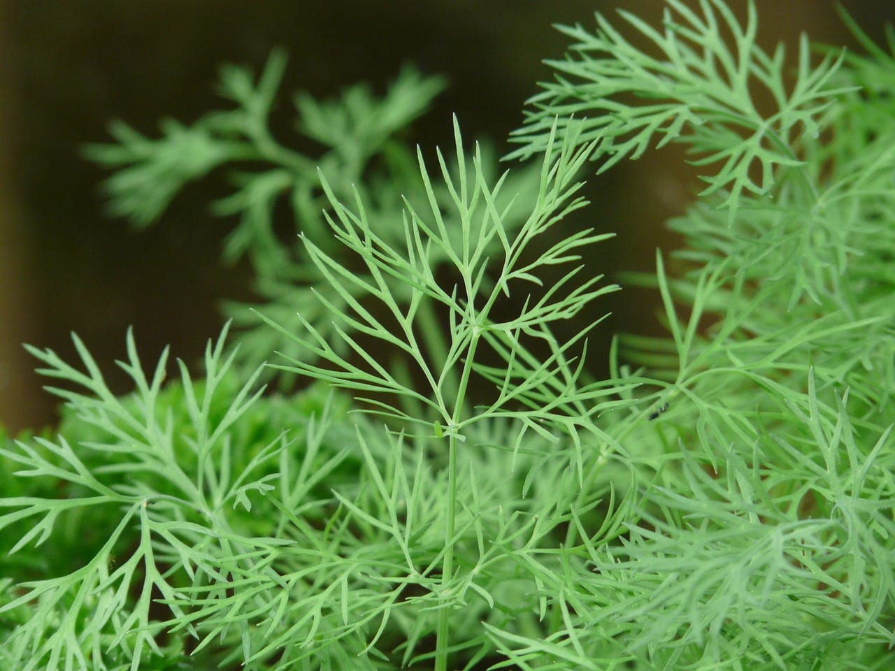Plantas herbáceas: qué son, tipos y cómo se cultivan