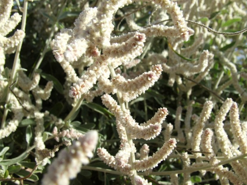 Mata de Atriplex de hoja blanquecina propia de suelos salinos