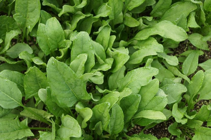 Hojas de espinaca, la quenopodiácea de huerta más cultivada