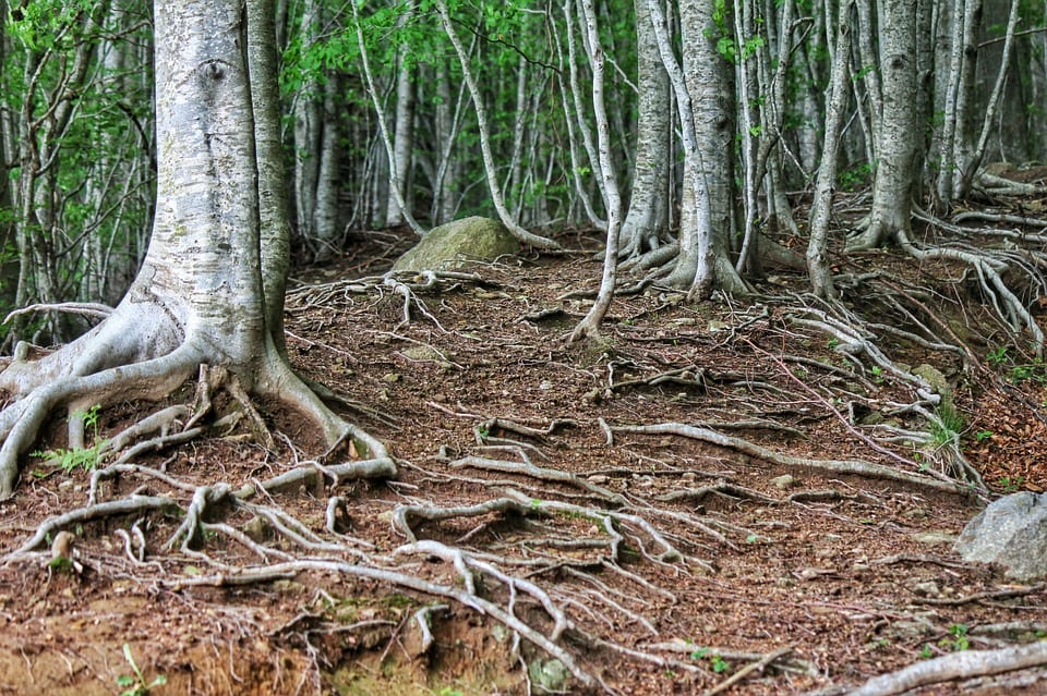 Raíces de los árboles: hasta dónde llegan y qué daños causan