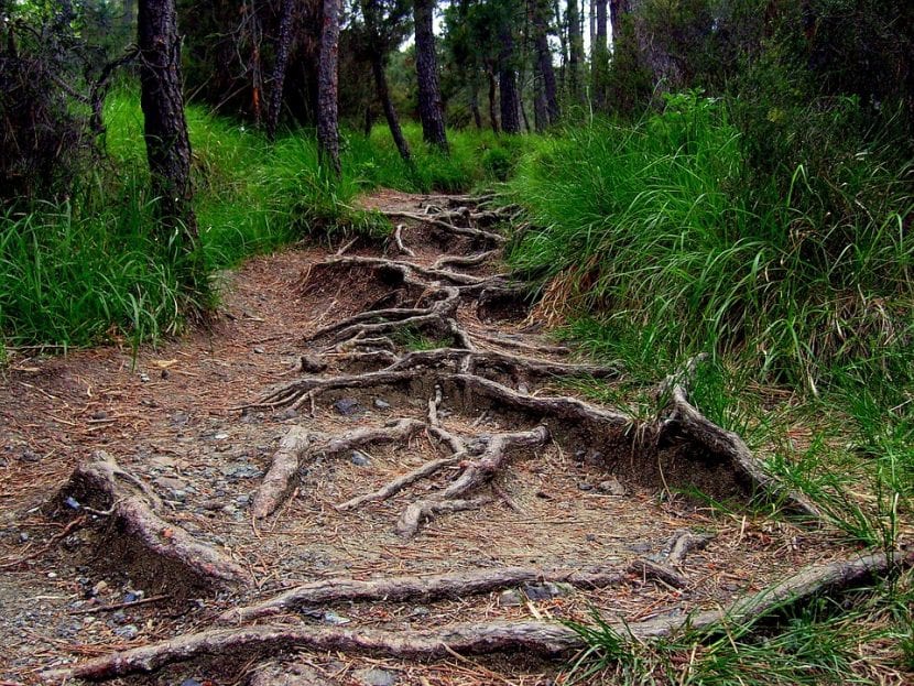 Raíces superficiales de un árbol levantando el terreno