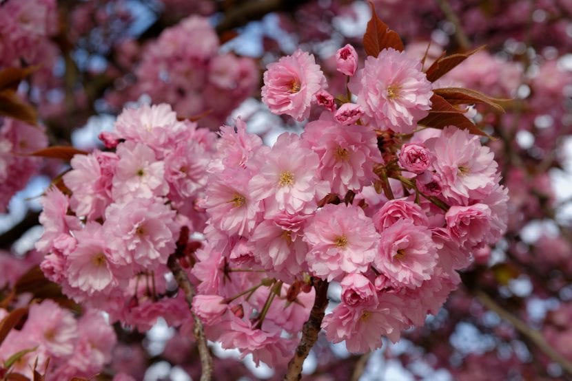 Prunus serrulata Kanzan en plena floración
