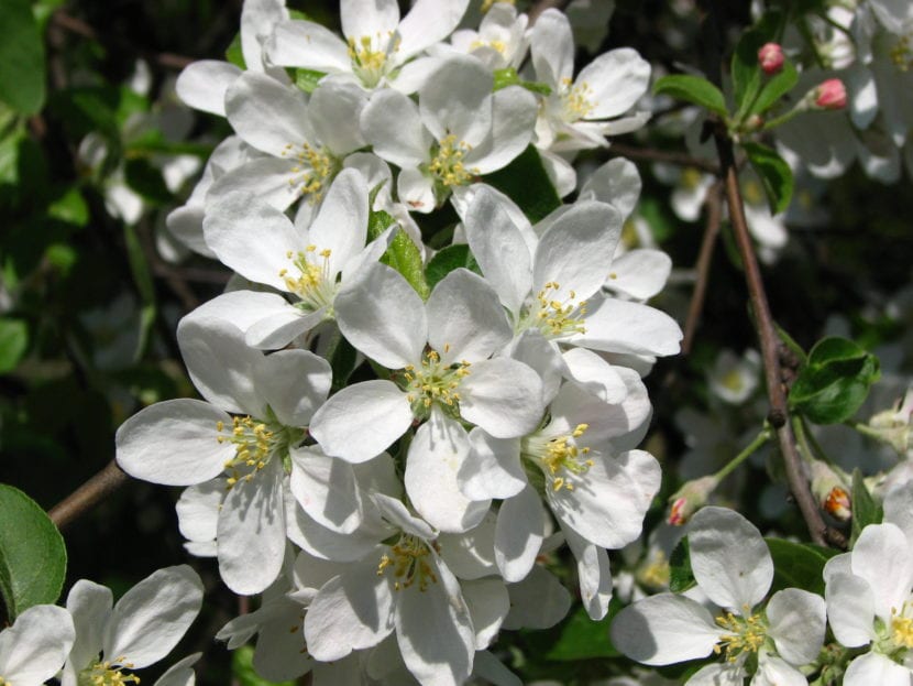 Manzano, Malus domestica, con fruto maduro
