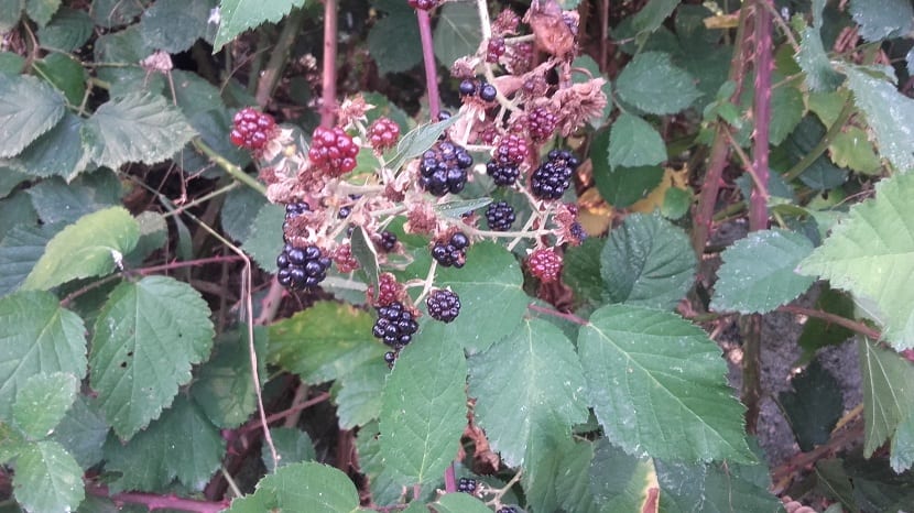 Zarza, Rubus ulmifolius, creciendo en estado silvestre