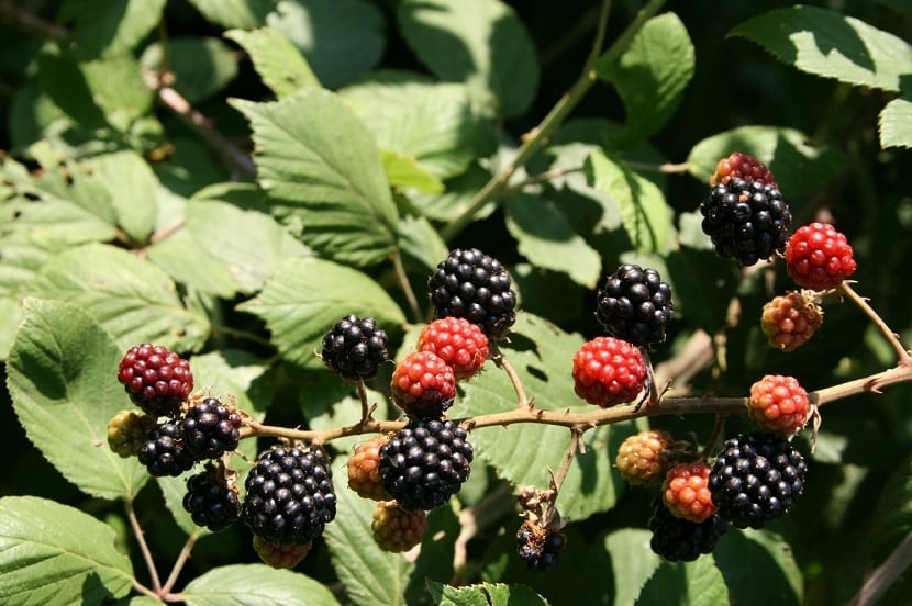 Rubus ulmifolius: la zarzamora silvestre, cultivo y control