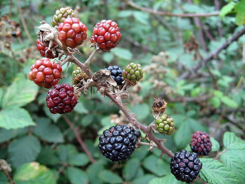 Frutos maduros de la zarzamora