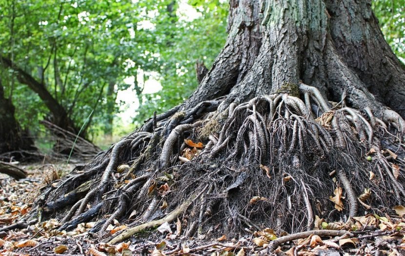 Sistema radicular de una planta al descubierto
