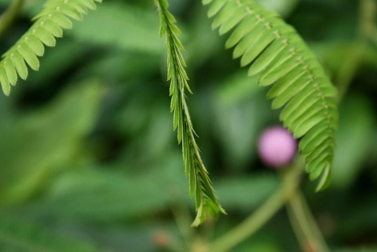 Hojas de Mimosa pudica plegadas tras el contacto