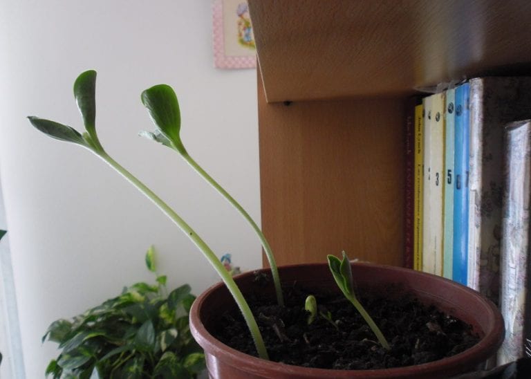 Tallos de una planta creciendo inclinados hacia la fuente de luz