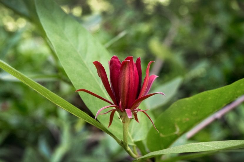 Flor de Calycanthus occidentalis con tépalos espirales